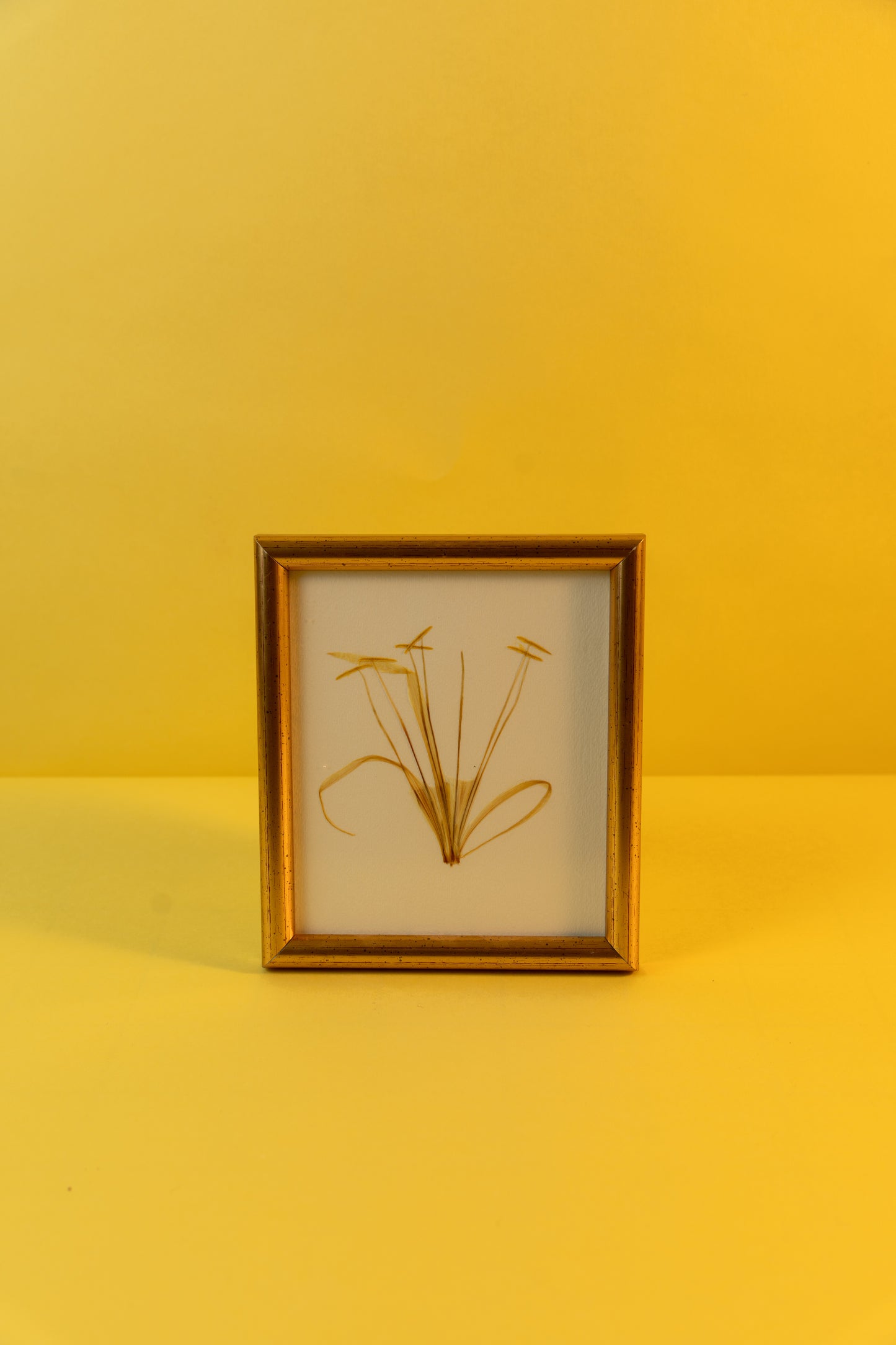 Beach Spider Lily (15.5x18 cm)