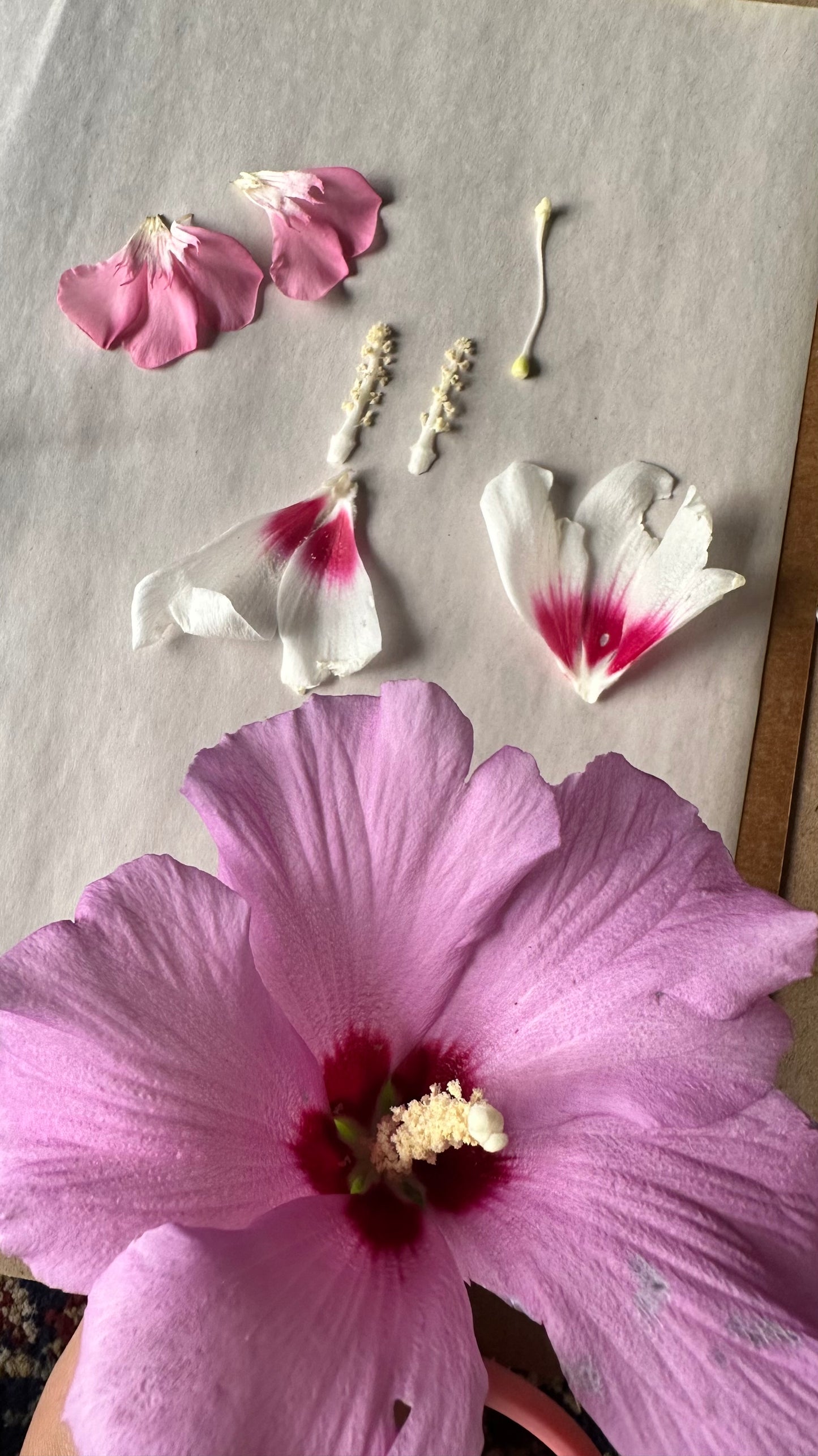 Common Hibiscus (19x16.5 cm)
