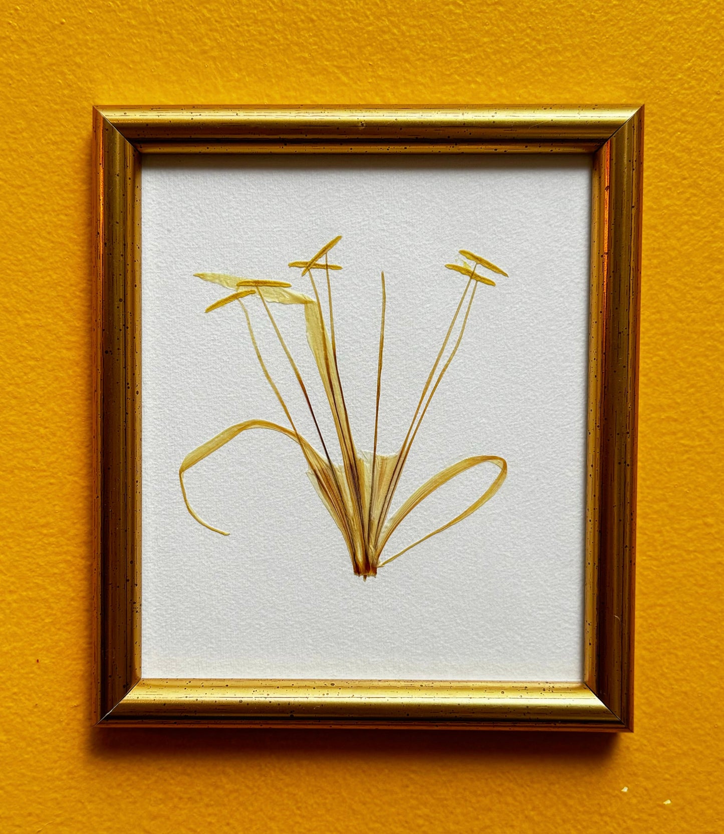 Beach Spider Lily (15.5x18 cm)