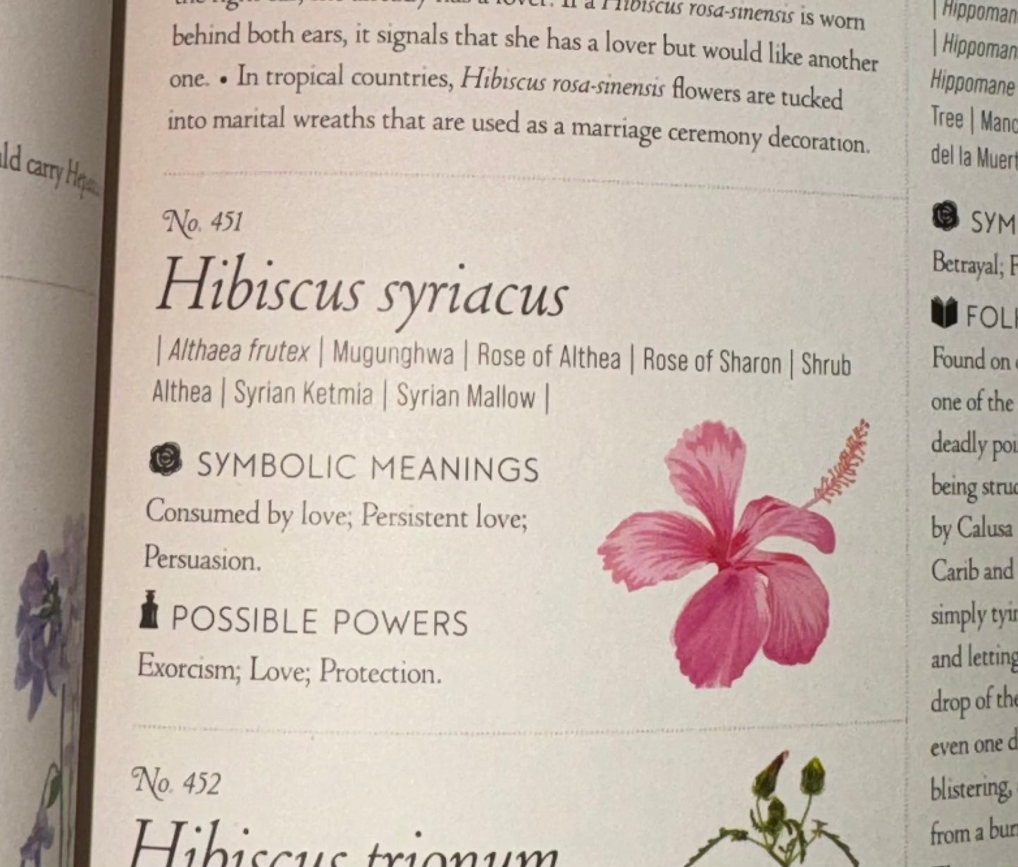 Common Hibiscus (19x16.5 cm)
