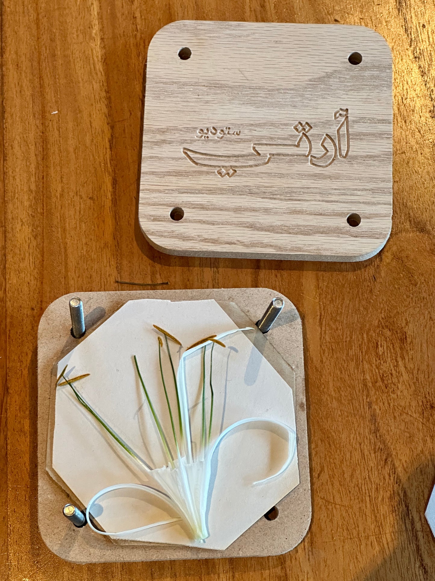 Beach Spider Lily (15.5x18 cm)