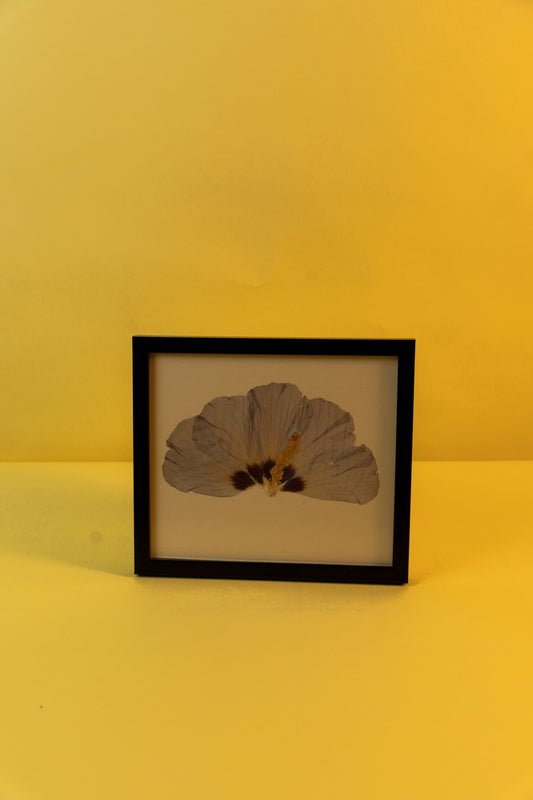 Common Hibiscus (19x16.5 cm)