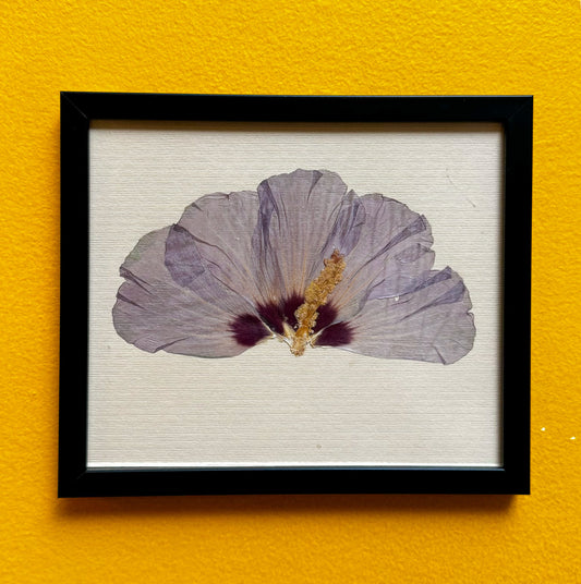 Common Hibiscus (19x16.5 cm)