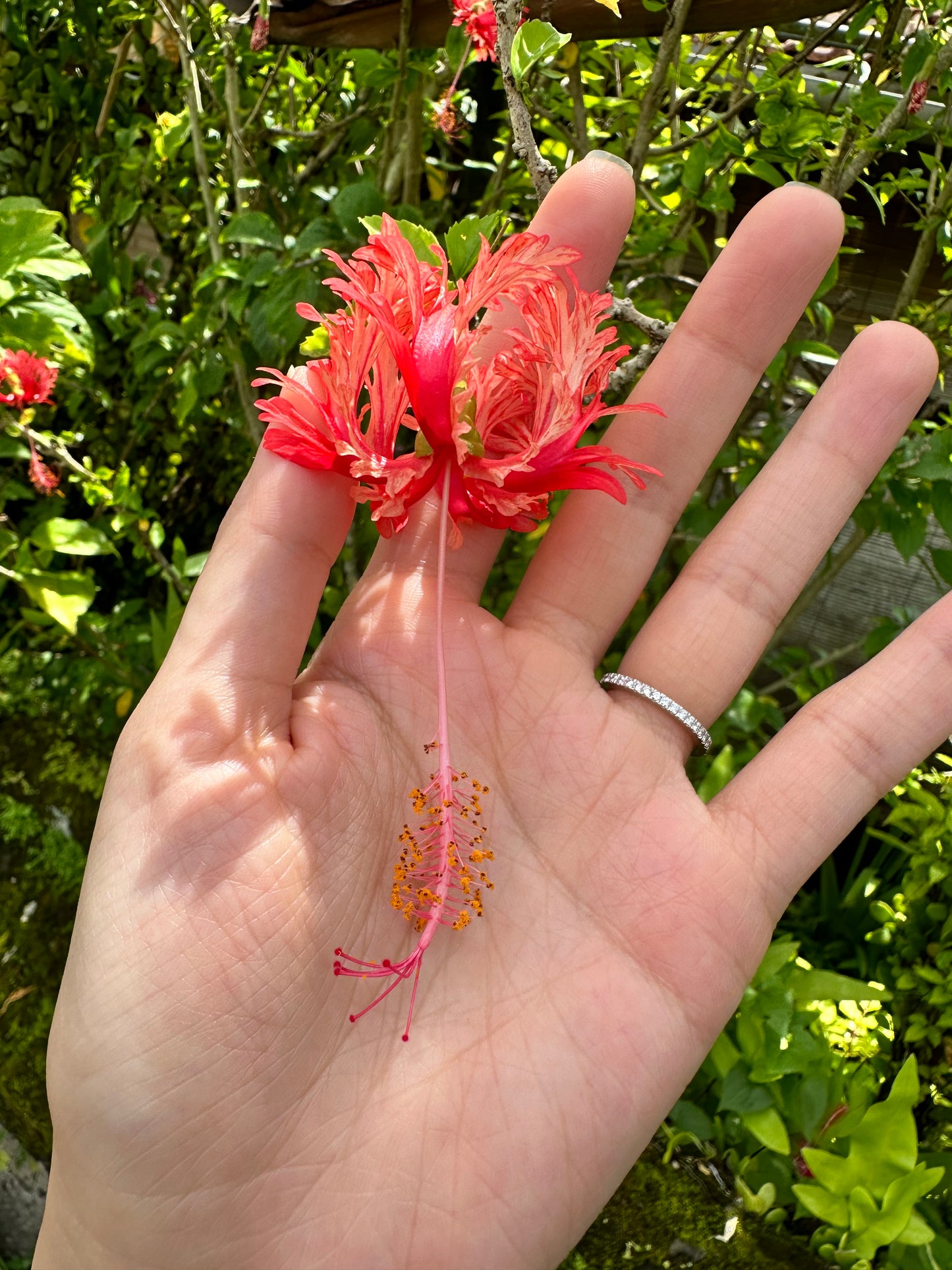 Fringed Hibiscus (12x17 cm)